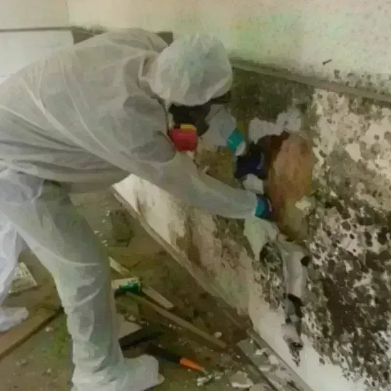 Mold Remediation and Removal in Sinking Spring, PA